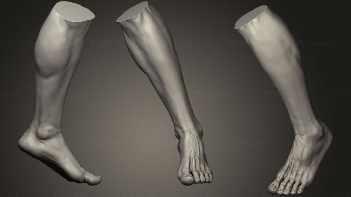 Анатомия скелеты и черепа (Мужская ступня 8, ANTM_0786) 3D модель для ЧПУ станка